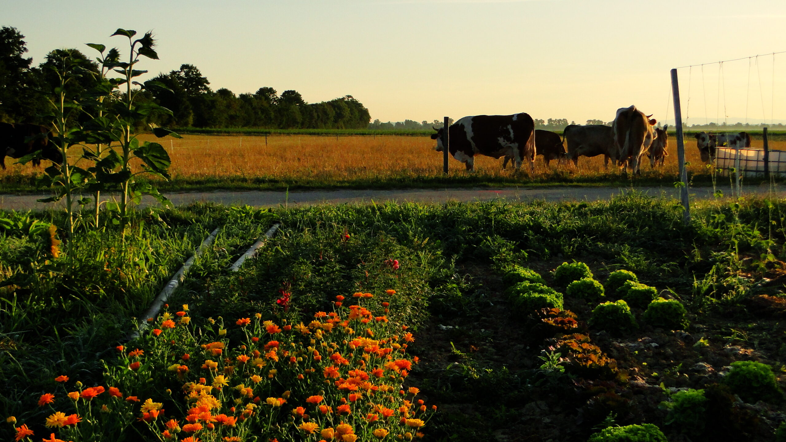Feiern, Tauschen, Zelten – Kommt zum großen Hoffest auf den Acker!