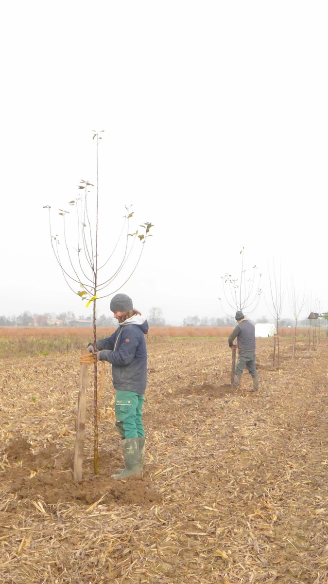 Baumpflanzaktion auf dem Feld im Herbst Zwei Personen pflanzen junge Bäume auf einem Acker an einem nebligen Tag, um eine neue Obstbaumreihe für eine Solawi anzulegen.
