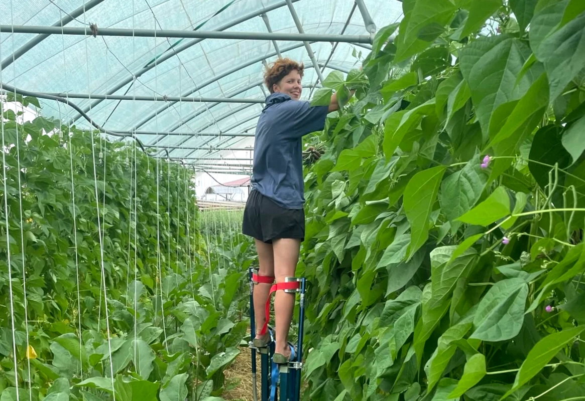 Bohnenernte auf Stelzen im Gewächshaus Eine Person auf Arbeitsstelzen erntet hochgewachsene Stangenbohnen in einem Gewächshaus einer Solidarischen Landwirtschaft.