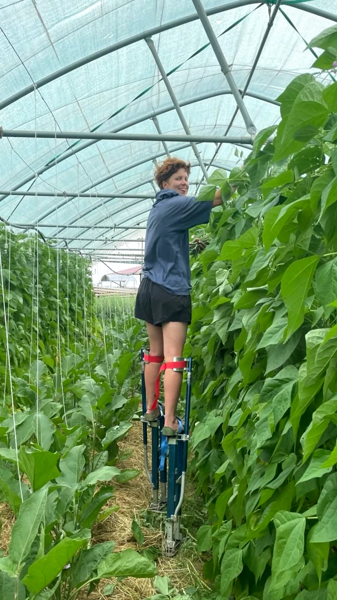 Gärtnerin auf Stelzen bei Bohnenernte im Gewächshaus Gärtnerin erntet auf Stelzen hochgewachsene Bohnen in einem Gewächshaus einer Solawi.