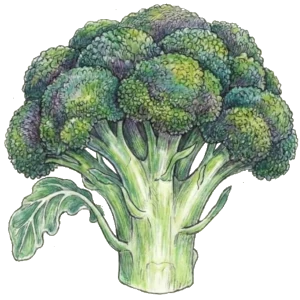 Broccoli