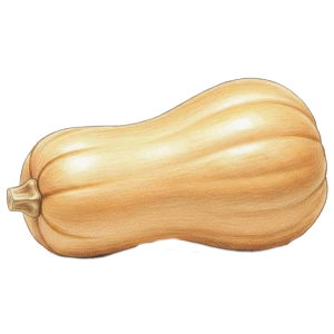 Butternut