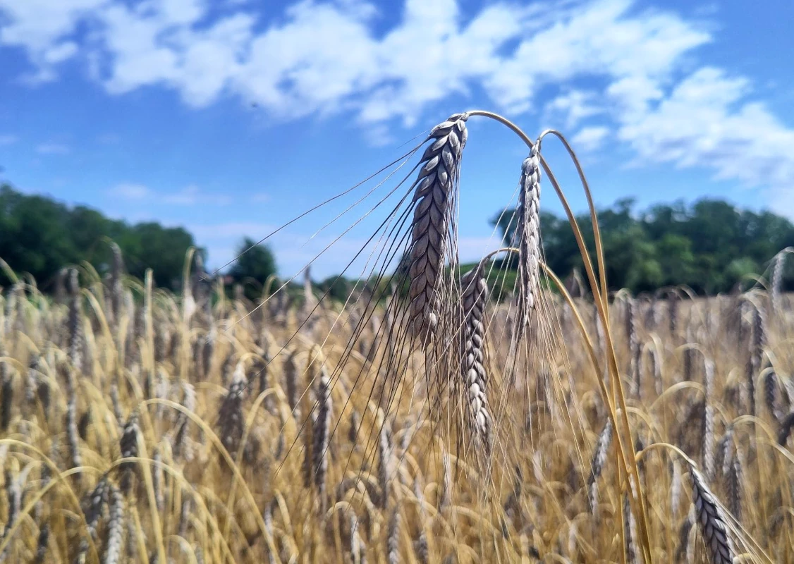 Reife Getreideähren im Sommerfeld Nahaufnahme von reifen, goldenen Getreideähren auf einem Feld unter blauem Himmel mit weißen Wolken.