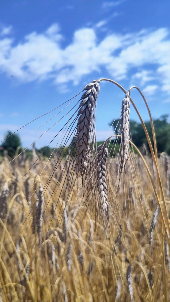 Reife Getreideähren im Sommerfeld Nahaufnahme von reifen Getreideähren in einem Feld unter blauem Himmel mit weißen Wolken an einem sonnigen Sommertag.