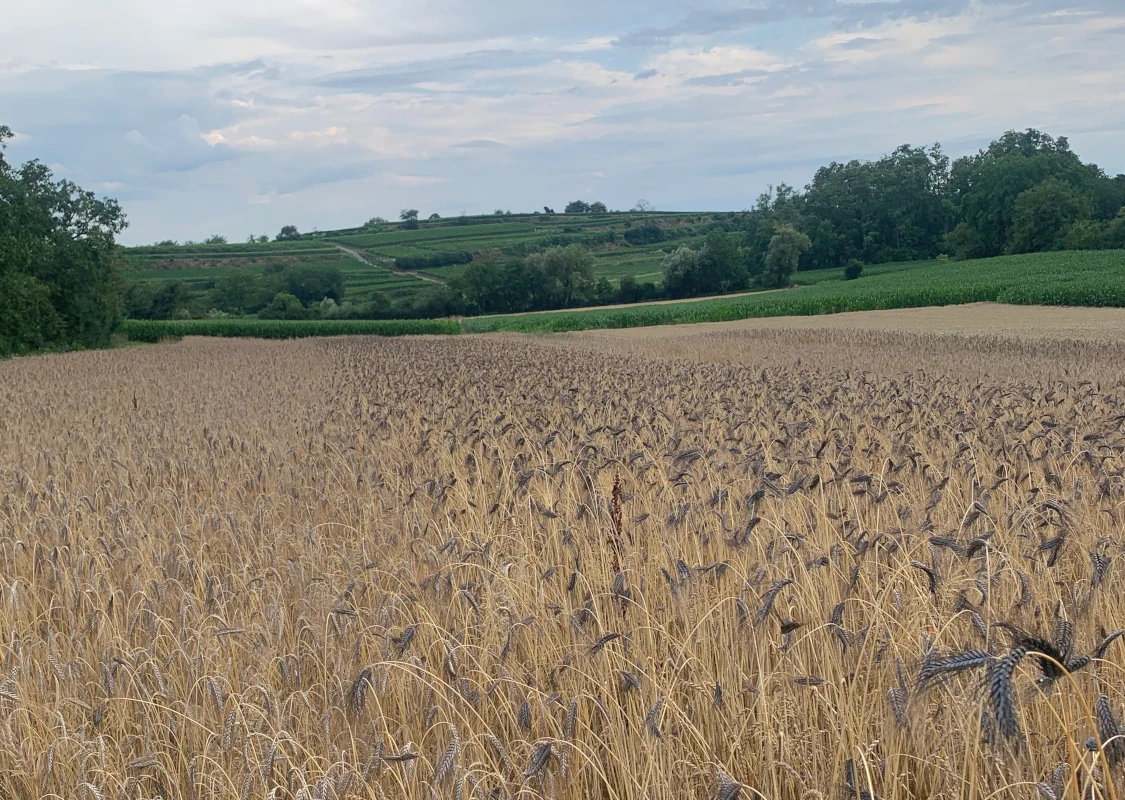Getreidefeld vor hügeliger Sommerlandschaft Ein reifes Getreidefeld im Spätsommer mit einer vielfältigen, hügeligen Agrarlandschaft mit Weinbergen und Wäldern im Hintergrund unter einem bewölkten Himmel.