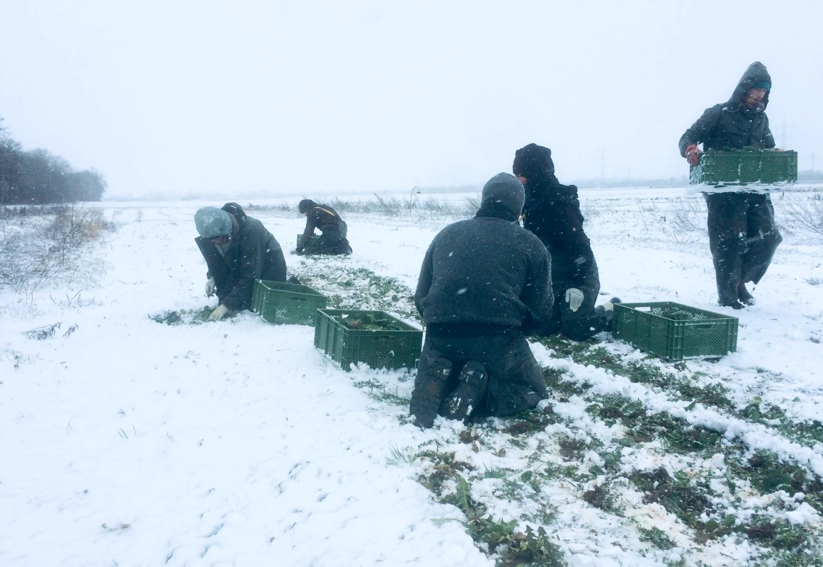 Winterernte im Schnee auf dem Feld Eine Gruppe von Landwirten erntet bei starkem Schneefall Wintergemüse, vermutlich Feldsalat, von einem verschneiten Acker.