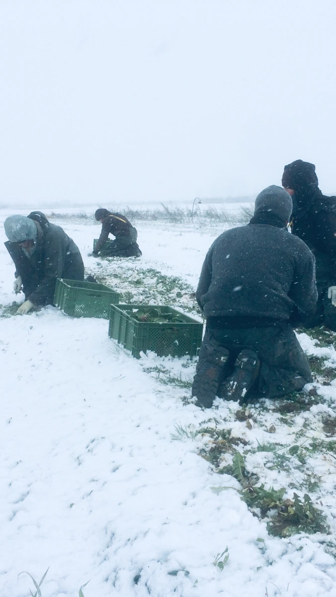 Gemüseernte im Schnee Ein Team von Landwirten erntet bei starkem Schneefall von Hand Wintergemüse auf einem Acker und legt es in grüne Kisten.