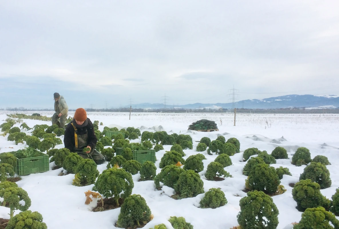 Ernte im Schnee Grühnkohl