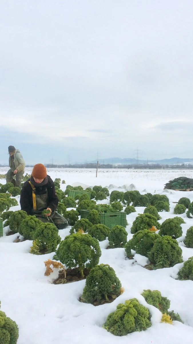 Grünkohlernte im Schnee auf dem Acker Zwei Landwirte bei der Grünkohlernte von Hand auf einem schneebedeckten Feld im Winter.