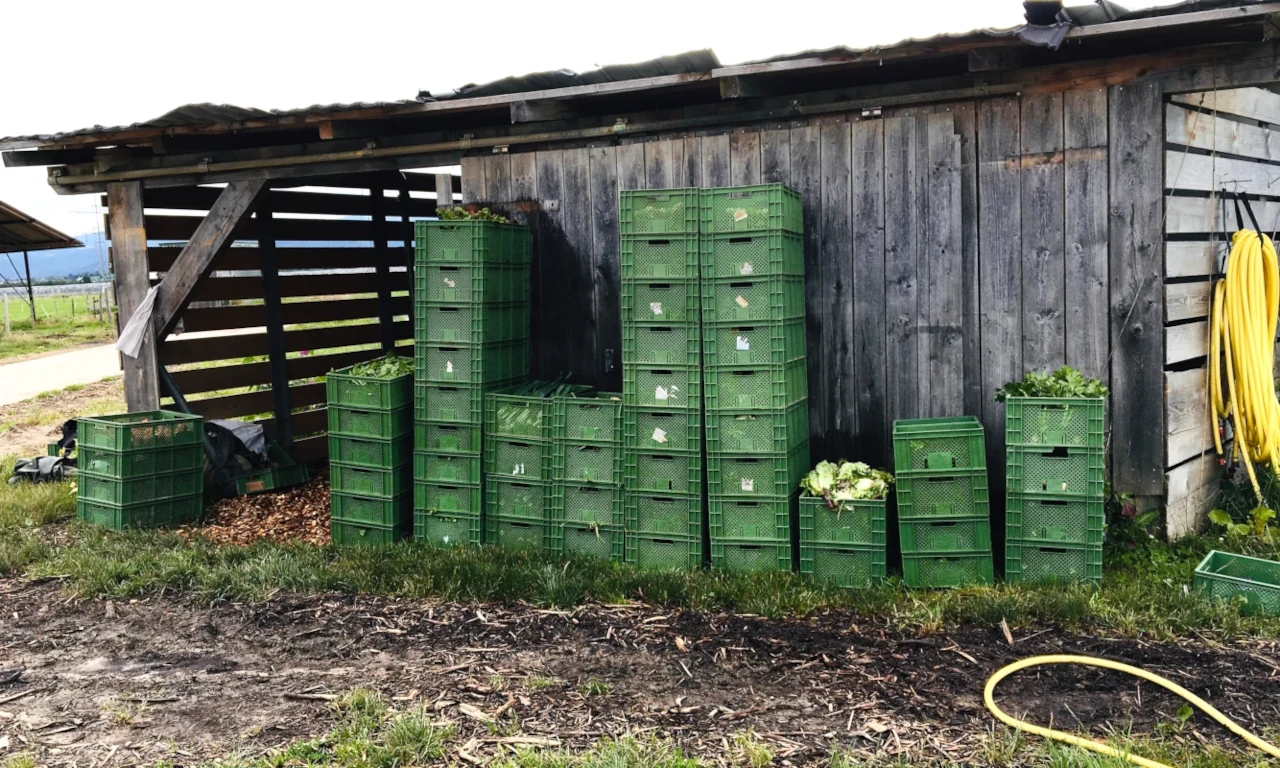 Gemüseernte in grünen Kisten auf dem Bauernhof Frisch geerntetes Gemüse in hoch gestapelten grünen Kisten vor der Holzwand einer Scheune auf einem Solawi-Hof.
