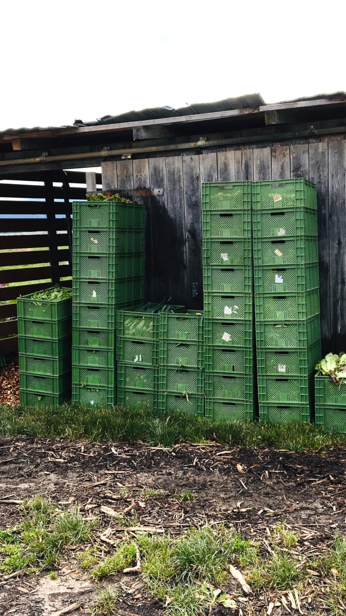Frisch geerntetes Gemüse in grünen Kisten Hohe Stapel grüner Erntekisten, gefüllt mit frischem Salat, stehen vor einer rustikalen Holzhütte auf einem Bauernhof.
