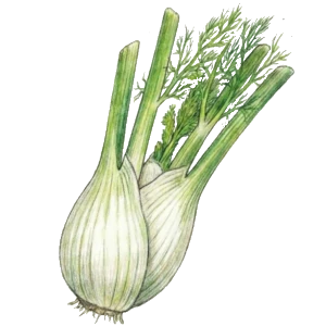 Fenchel