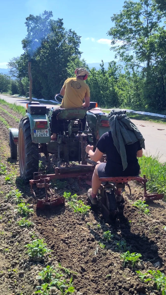 Teamarbeit auf dem Kartoffelacker mit Traktor Zwei Personen bei der Feldarbeit mit einem grünen Oldtimer-Traktor, der junge Kartoffelpflanzen auf einem Acker häufelt.
