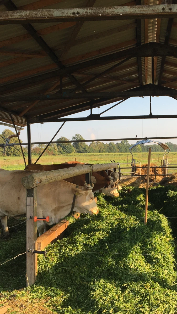 Kühe fressen frisches Futter im Stall Helle Kühe fressen frisches grünes Futter in einem offenen Stall, während die Abendsonne auf ihre Flanken scheint.