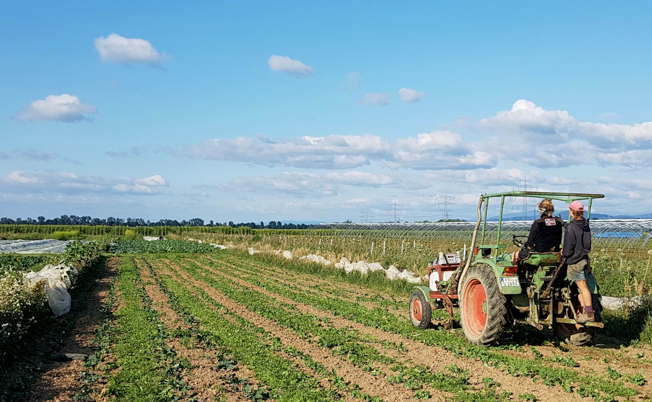 Team bei der Feldarbeit mit Traktor auf Gemüseacker Zwei Landwirte auf einem grünen Traktor blicken über ein weites Gemüsefeld mit jungen Pflanzen unter blauem Himmel.