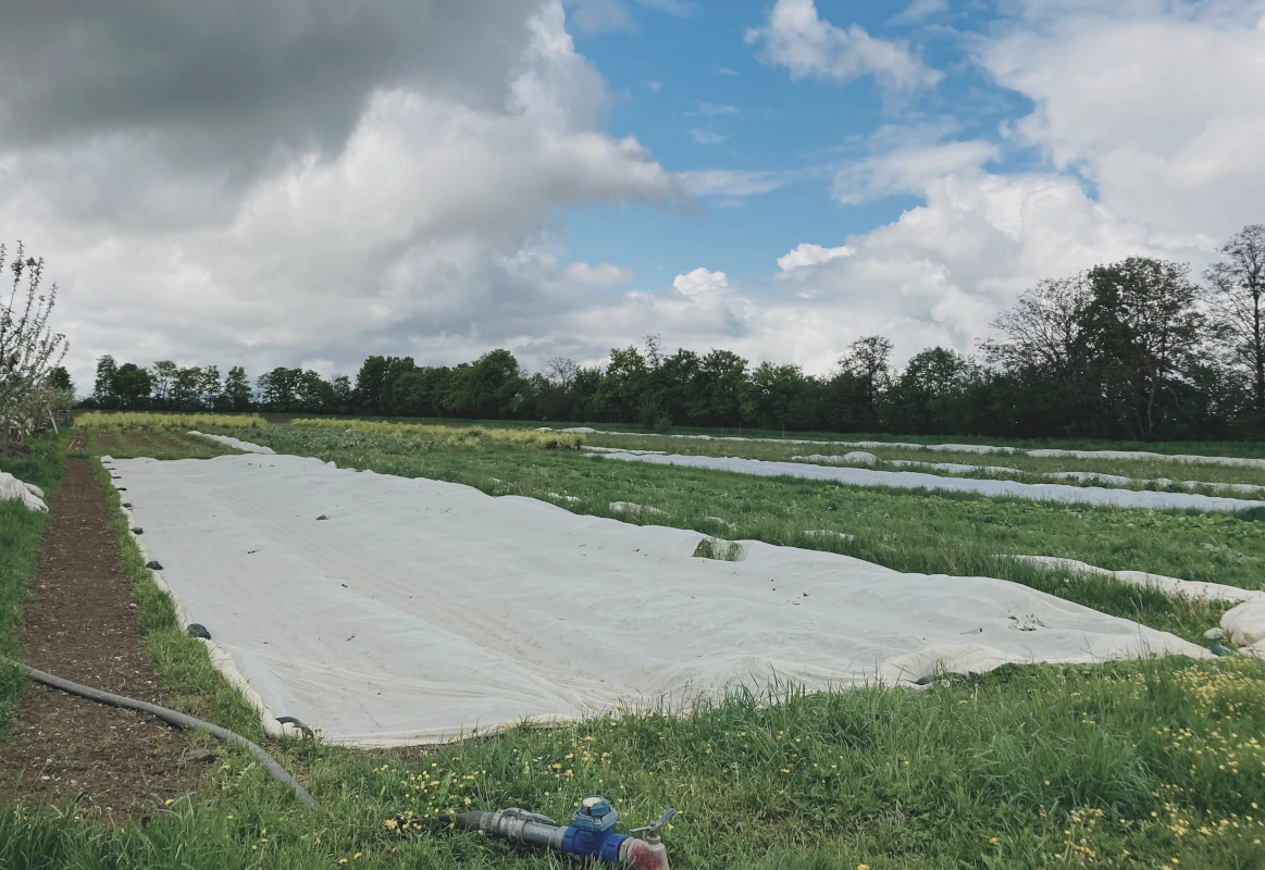 Gemüsebeete mit Schutzvlies im Frühling Weite Ackerfläche mit langen, mit weißem Vlies abgedeckten Gemüsebeeten unter einem wolkigen Himmel, eine landwirtschaftliche Methode zum Schutz von Jungpflanzen.