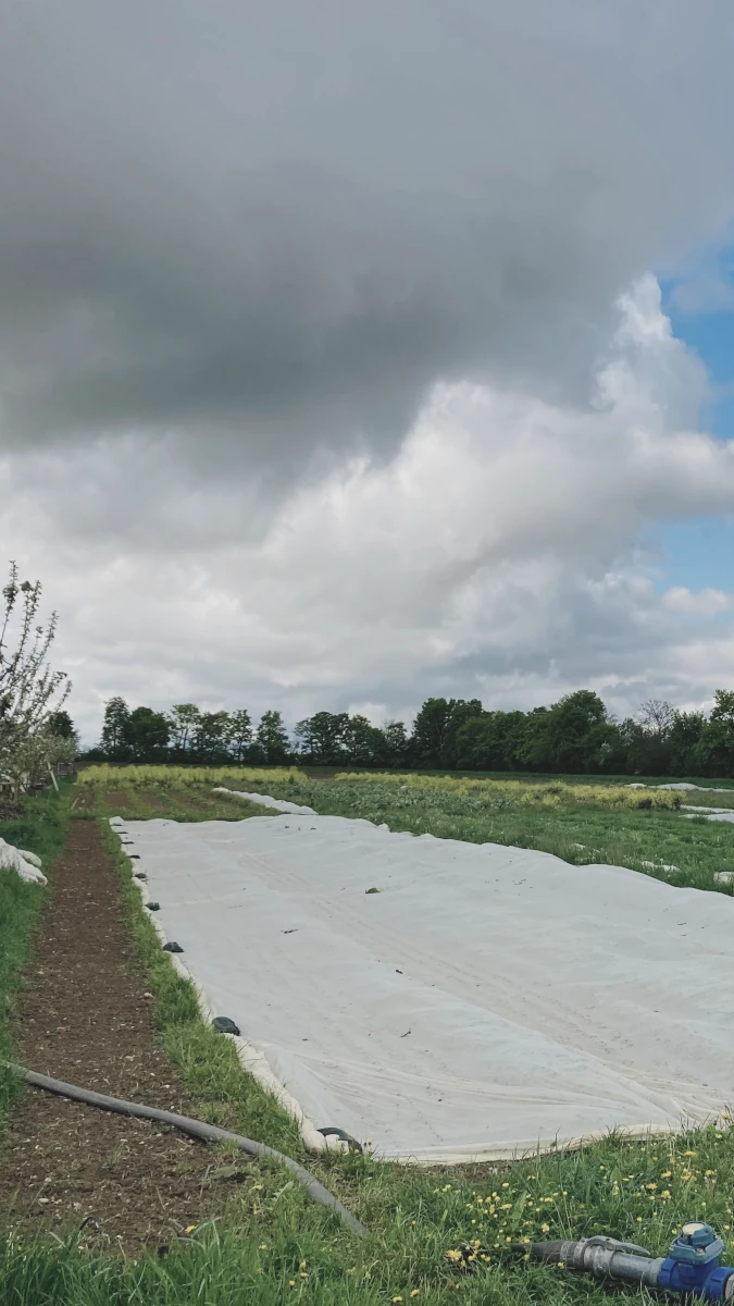 Gemüsebeet mit Schutzvlies auf dem Acker Ackerbeet auf einem Bio-Bauernhof, das mit weißem Vlies zum Schutz der Jungpflanzen abgedeckt ist, unter einem bewölkten Himmel.