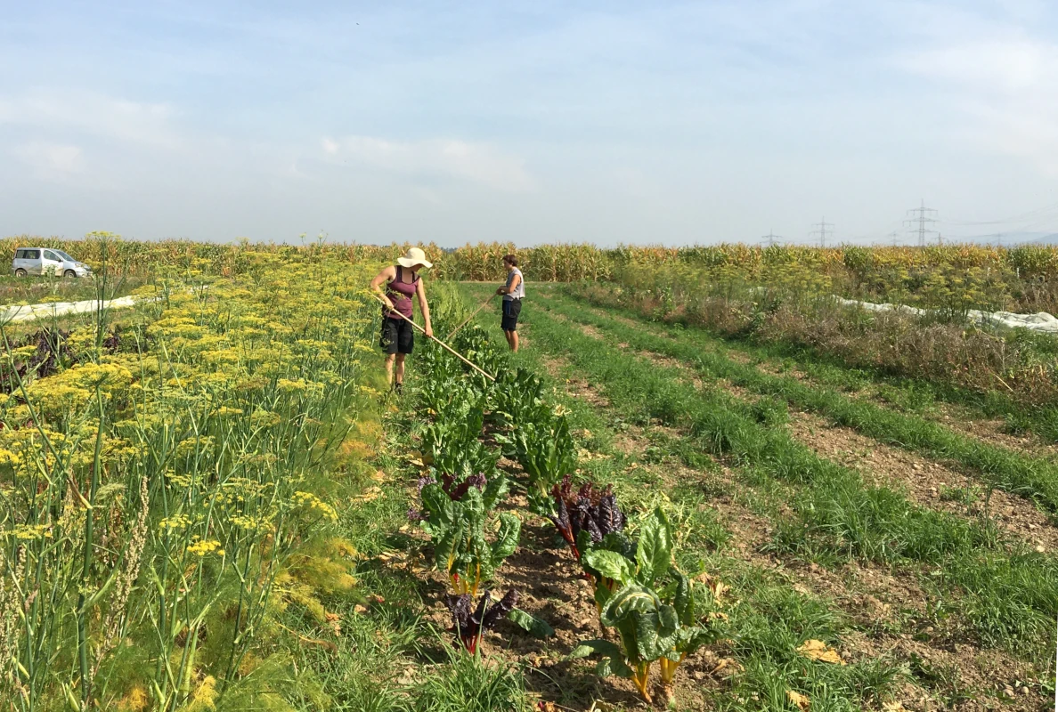 Handarbeit beim Gemüseanbau im Sommer Zwei Frauen bei der Feldarbeit in einer Solawi, eine hackt ein Beet mit buntem Mangold, umgeben von blühendem Fenchel und einem Maisfeld.