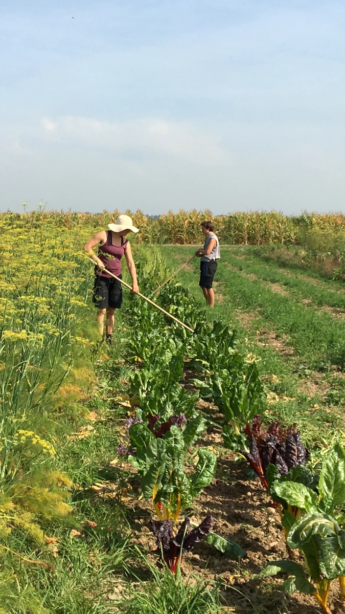 Handarbeit im Gemüseanbau auf dem Acker Zwei Frauen bei der Handarbeit auf einem Gemüsefeld jäten mit Hacken Unkraut zwischen den Reihen von buntem Mangold.