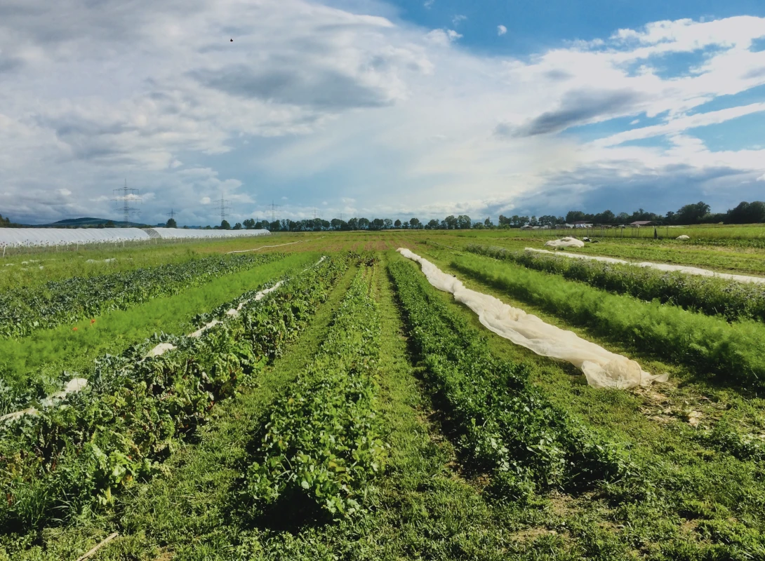 Vielfältiger Gemüseacker mit verschiedenen Kulturen Weite Landschaftsaufnahme eines vielfältigen Gemüseackers einer Solawi mit langen, grünen Beeten unter einem wolkigen Himmel.