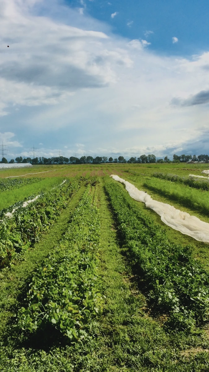 Vielfältiger Gemüseanbau auf dem Feld im Sommer Weitläufiger Gemüseacker mit verschiedenen Kulturen in langen grünen Reihen unter einem bewölkten Himmel, teilweise mit weißem Vlies abgedeckt.