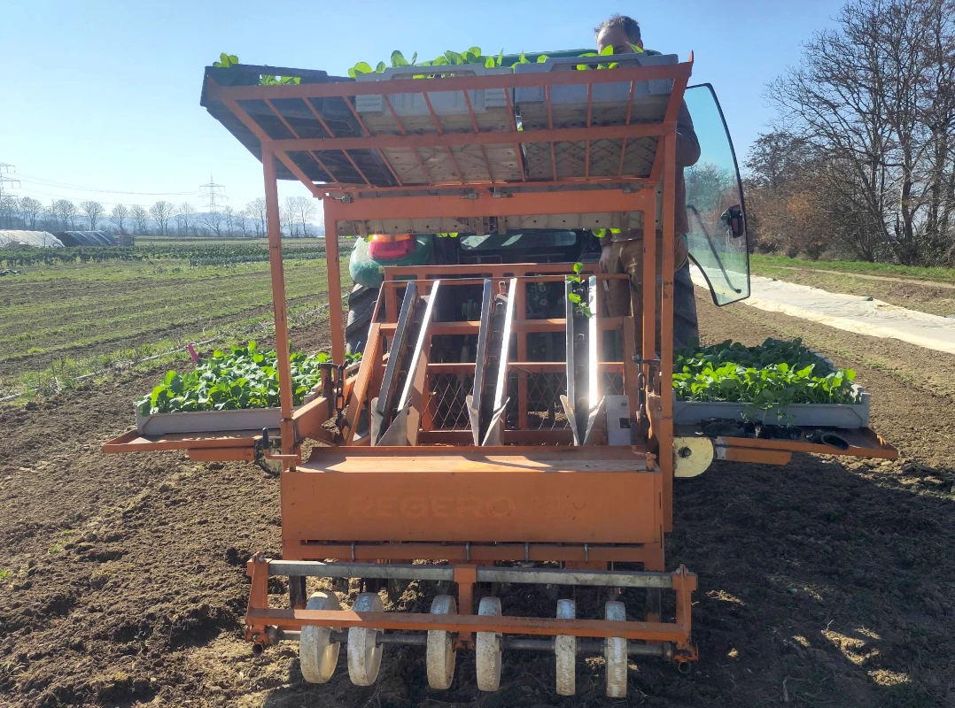 Pflanzmaschine im Einsatz beim Gemüseanbau Eine orange Pflanzmaschine, an einem Traktor befestigt, pflanzt auf einem Acker junge Gemüsesetzlinge in die Erde. Im Hintergrund sind weitere Felder zu sehen.