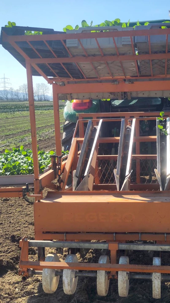 Pflanzmaschine im Einsatz beim Gemüseanbau Nahaufnahme einer orangen Pflanzmaschine auf einem Acker, die junge Gemüsepflanzen in die Erde setzt. Im Hintergrund ist ein Traktor zu sehen.