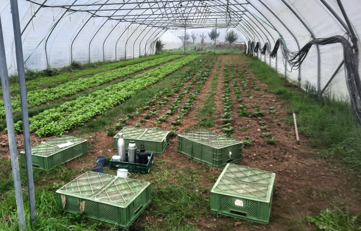 Gemüseanbau im Gewächshaus einer Solawi Blick in ein Gewächshaus mit langen Beeten voller junger Salat- und Gemüsepflanzen. Im Vordergrund stehen grüne Erntekisten und Thermoskannen für eine Arbeitspause.