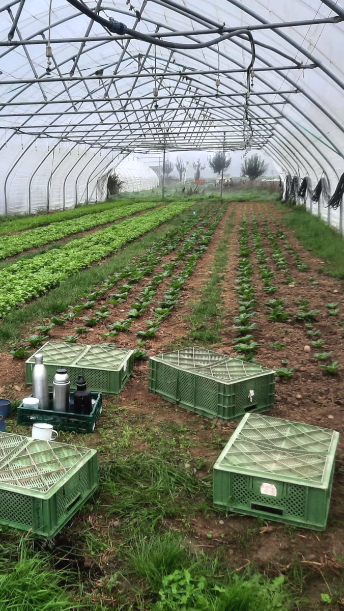 Jungpflanzen im Gewächshaus einer Solawi Blick in ein Gewächshaus mit langen Reihen von jungen Salatpflanzen und grünen Erntekisten im Vordergrund.