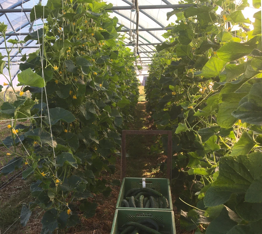 Gurkenernte im Gewächshaus Frisch geerntete Gurken in grünen Kisten stehen in einem langen Gang eines Gewächshauses zwischen hochrankenden Gurkenpflanzen.