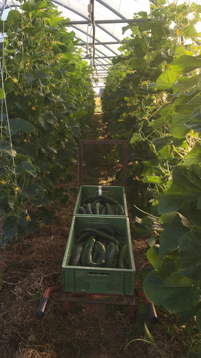 Frische Gurkenernte im Gewächshaus Handkarren mit zwei grünen Kisten voller frisch geernteter Gurken in einem Gewächshausgang, umgeben von hohen, rankenden Gurkenpflanzen.