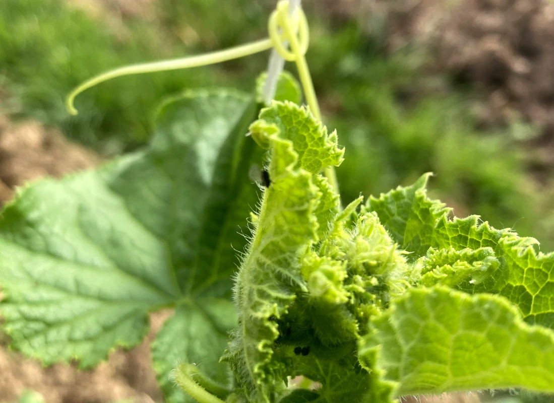 Nahaufnahme einer jungen Gurkenpflanze mit frischen, behaarten Blättern und einer Ranke, die an einer Rankhilfe emporwächst.