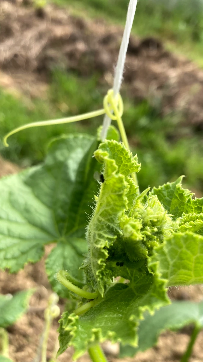 Junge Gurkenpflanze an Rankhilfe Junge Gurkenpflanze rankt an einer weißen Schnur empor, Nahaufnahme der frischen grünen Blätter und der Ranke.
