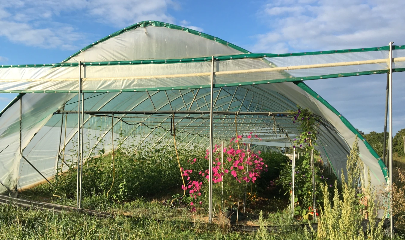 Gewächshaus mit Blumen und Gemüseanbau Offener Folientunnel eines Gewächshauses mit üppig wachsenden Gemüsepflanzen und leuchtend pinken Blumen im Sommer.
