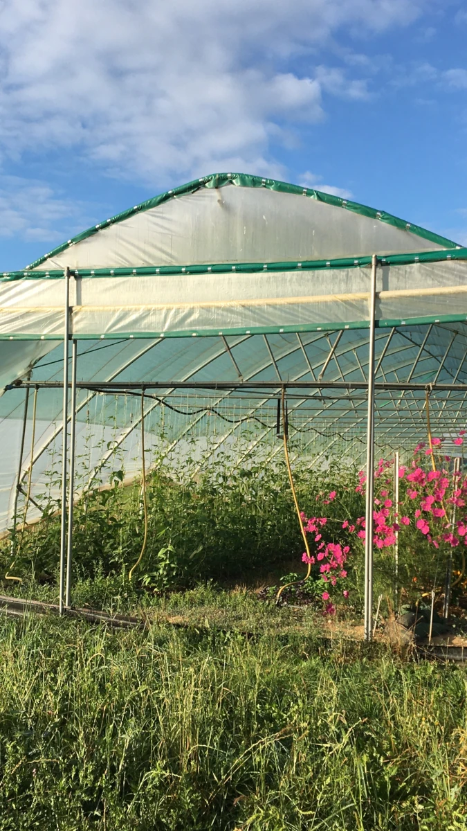 Blick in ein großes Foliengewächshaus, in dem grüne Nutzpflanzen und leuchtend pinke Blumen unter einem blauen Sommerhimmel wachsen.