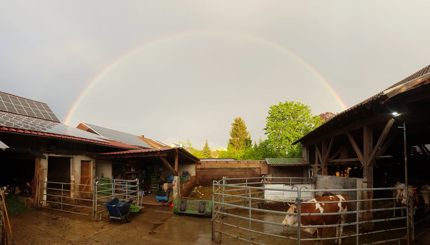 Regenbogen über Bauernhof mit Kühen und Solaranlage Ein kompletter Regenbogen spannt sich über einen Bauernhof mit Kühen, Ställen und Solaranlagen auf den Dächern.