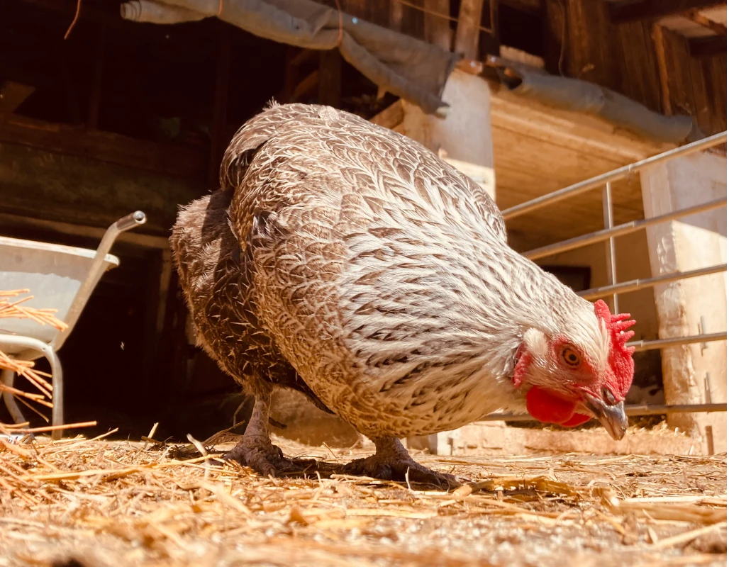 Huhn pickt auf dem Bauernhof im Stroh Nahaufnahme einer grau-weiß gescheckten Henne, die auf dem mit Stroh bedeckten Boden eines sonnigen Hofes nach Futter pickt.