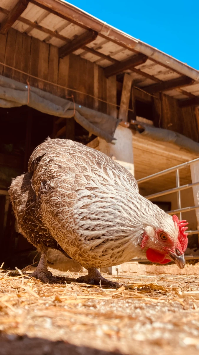 Huhn pickt auf dem Bauernhof Nahaufnahme eines grau-weiß gemusterten Huhns, das aus der Froschperspektive auf einem strohbedeckten Hofboden nach Futter pickt, im Hintergrund ein Holzstall.