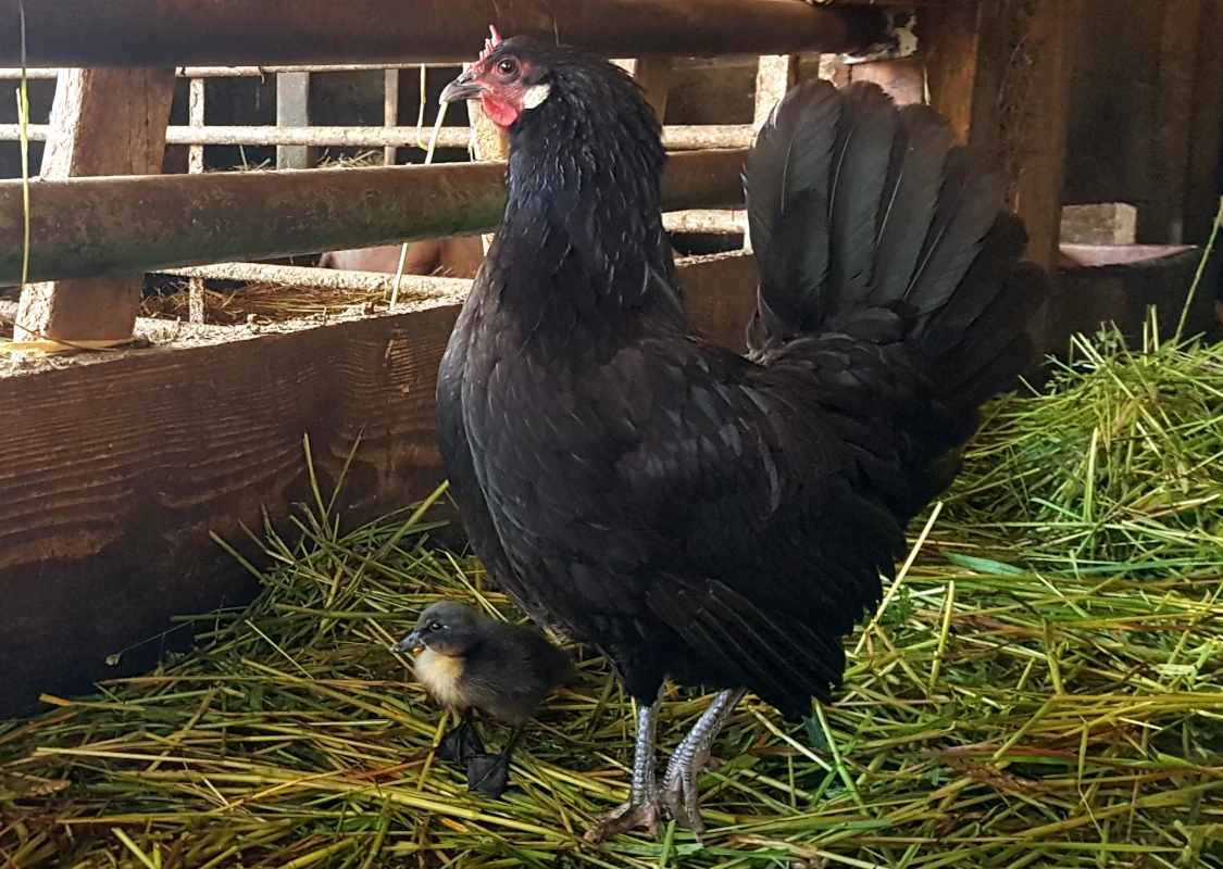 Schwarze Henne mit Entenküken im Stall Schwarze Henne steht im Heu in einem Stall und kümmert sich um ein kleines, dunkles Entenküken, das neben ihr steht.