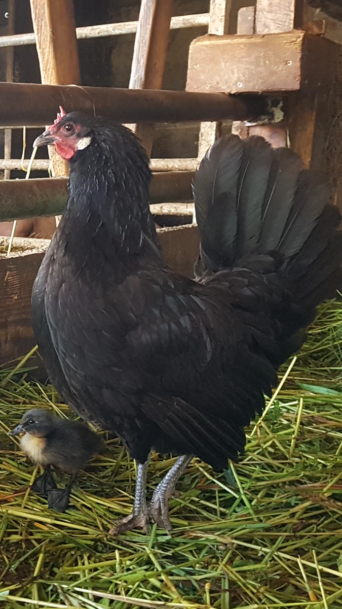 Schwarze Henne und Entenküken im Stall Schwarze Henne steht im Stall auf Heu neben einem kleinen Entenküken, das sie adoptiert zu haben scheint.