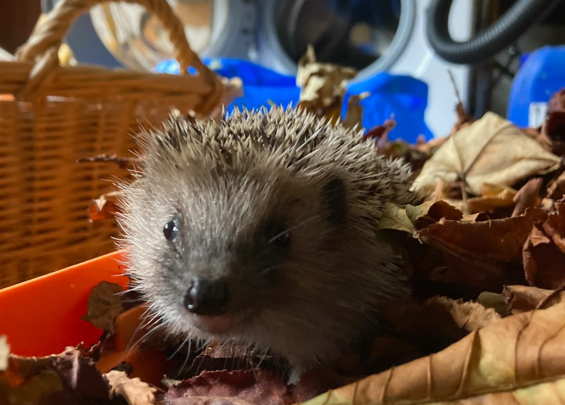 Kleiner Igel in Herbstlaub gefunden Nahaufnahme eines kleinen Igels, der in einem Bett aus trockenem Herbstlaub sitzt und neugierig in die Kamera blickt.