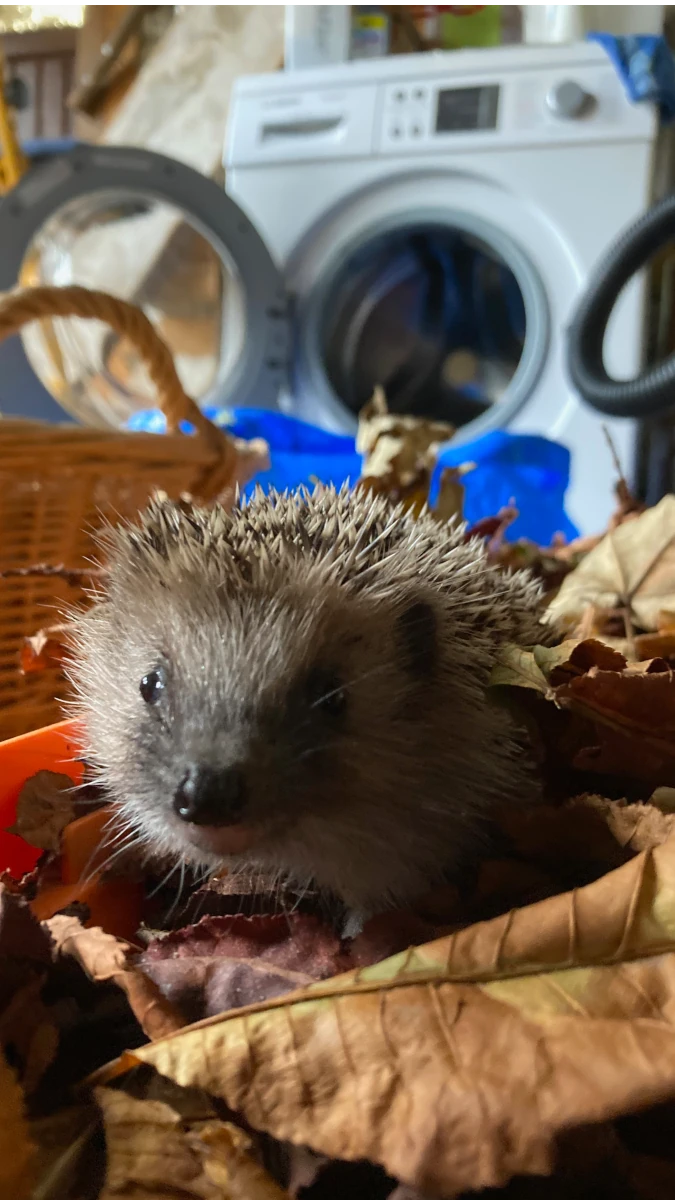 Junger Igel im Herbstlaub Ein kleiner Igel sitzt in einem Haufen Herbstlaub und schaut direkt in die Kamera. Im unscharfen Hintergrund steht eine Waschmaschine.