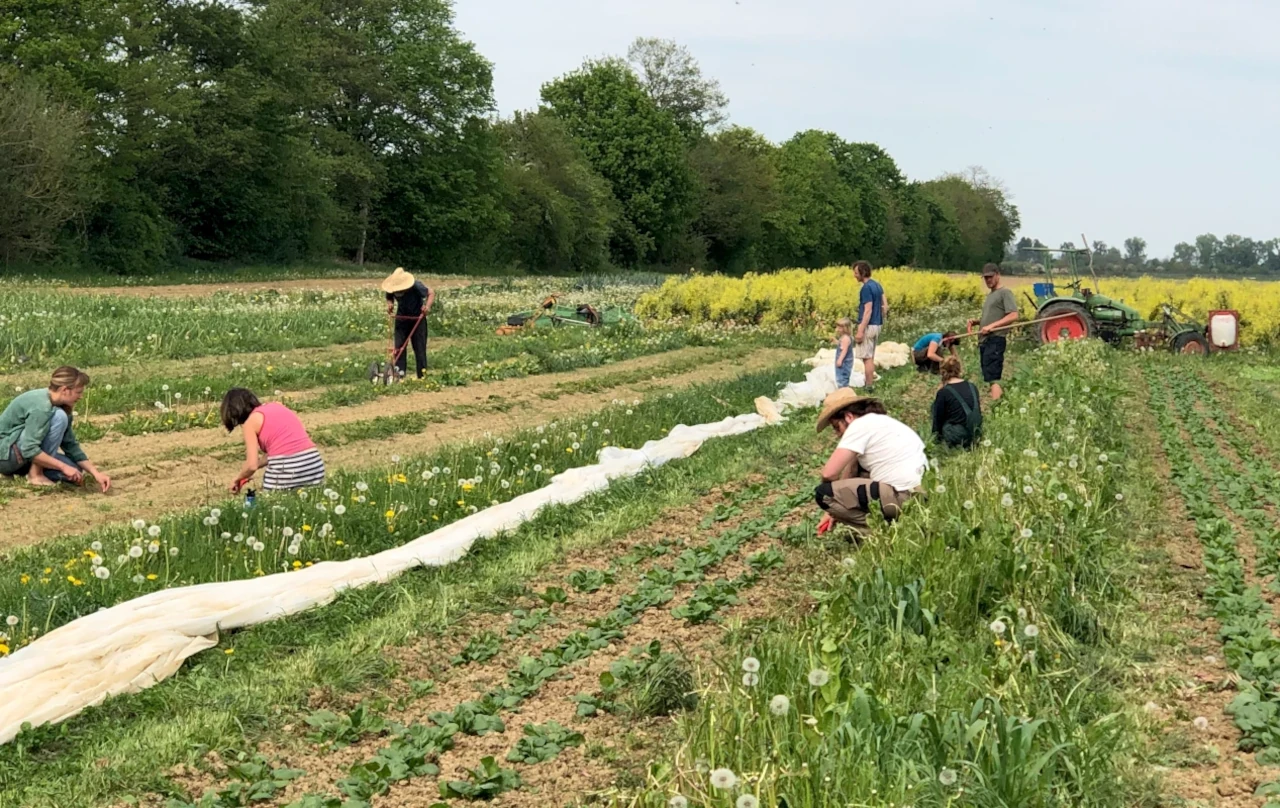 Gemeinsame Feldarbeit auf dem Solawi-Acker Eine Gruppe von Mitgliedern einer Solawi bei der gemeinschaftlichen Feldarbeit auf einem Gemüseacker im Frühling.