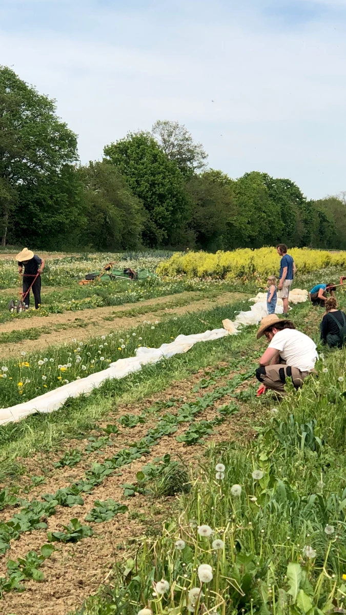 Gemeinschaftliche Feldarbeit in der Solawi Mitglieder einer Solawi bei der gemeinsamen Feldarbeit im Frühling, sie jäten und pflegen junge Gemüsepflanzen auf einem großen Acker.