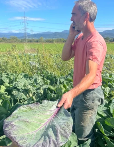 Landwirt telefoniert in einem Kohlfeld und hält ein großes, lila-grünes Kohlblatt zur Begutachtung hoch.
