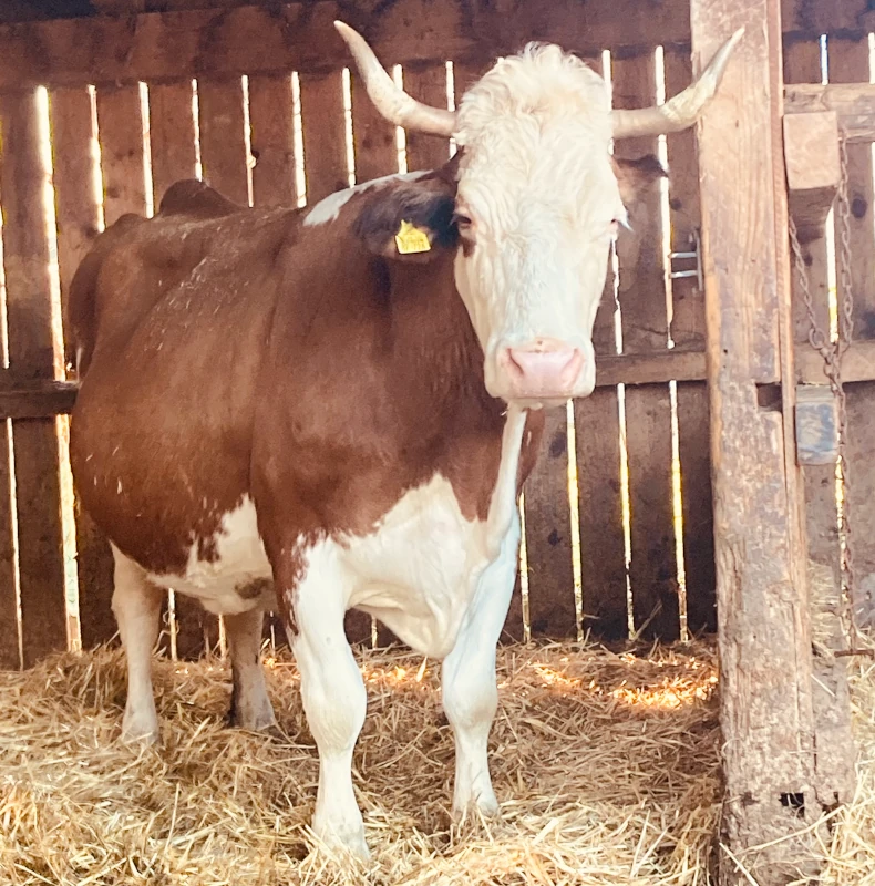 Braun-weiße Kuh mit Hörnern im Stall Eine braun-weiße Kuh mit Hörnern und gelber Ohrmarke steht auf Stroh in einem Holzstall und blickt direkt in die Kamera.
