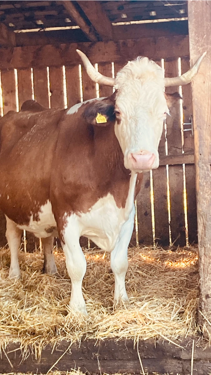 Braun-weiße Kuh mit Hörnern im Stall Eine braun-weiße Fleckvieh-Kuh mit großen Hörnern steht auf Stroh in einem Holzstall und blickt direkt in die Kamera.