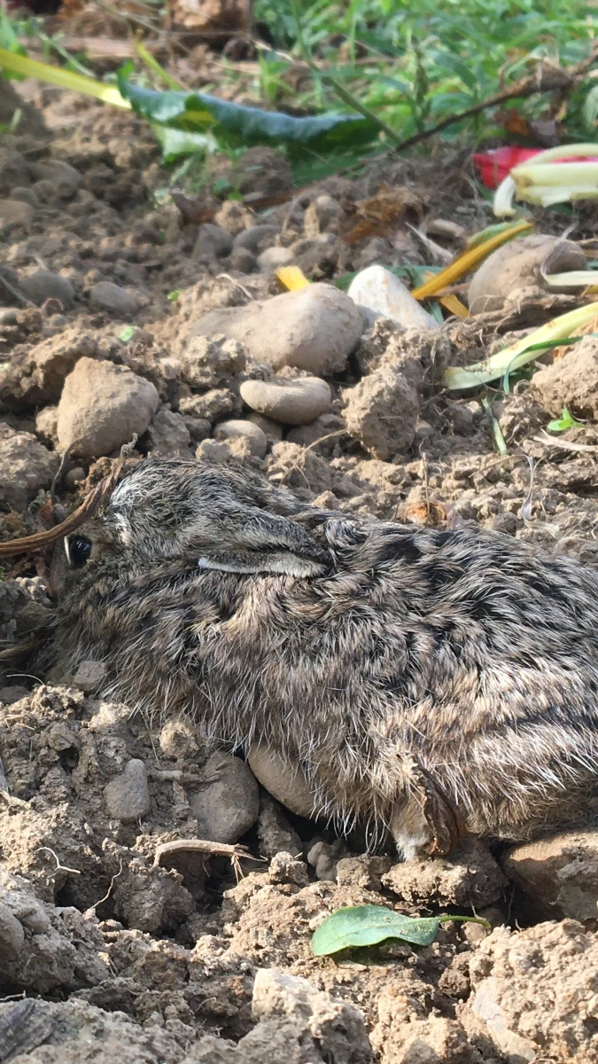 Junger Feldhase auf Ackerboden Ein junger, gut getarnter Feldhase kauert sich in eine Erdmulde auf einem Acker und blickt wachsam.