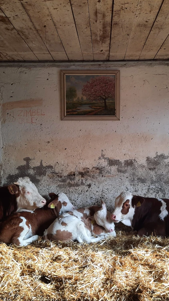Junge Kälber im Stroh unter einem Gemälde im Stall Eine Gruppe von vier braun-weißen Kälbern ruht gemeinsam im Stroh in einem rustikalen Stall. Über ihnen hängt ein Landschaftsgemälde an der verwitterten Wand.