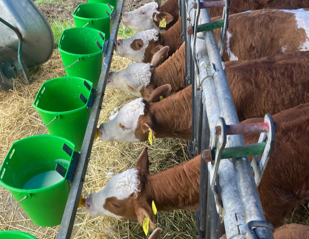 Eine Reihe braun-weißer Kälber trinkt Milch aus leuchtend grünen Nuckeleimern, die an einem Fressgitter im Stall befestigt sind.
